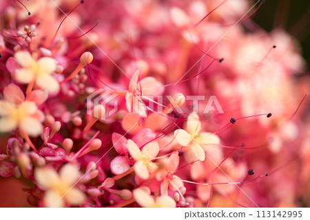 Orange red Ashoka tree flower blooming, Nature background 113142995