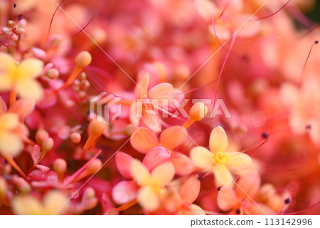 Orange red Ashoka tree flower blooming, Nature background Orange red Ashoka tree flower blooming, Nature background 113142996