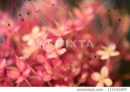Orange red Ashoka tree flower blooming, Nature background 113142997