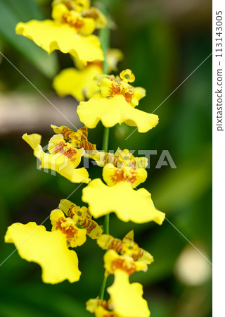 Beautiful yellow Oncidium orchid flower in ornamental garden 113143005