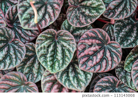 Peperomia caperata leaves texture background, Heart shape leaves houseplant 113143008