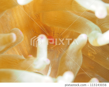 Kazari sea anemone prawn Kazari sea anemone prawn 113143038