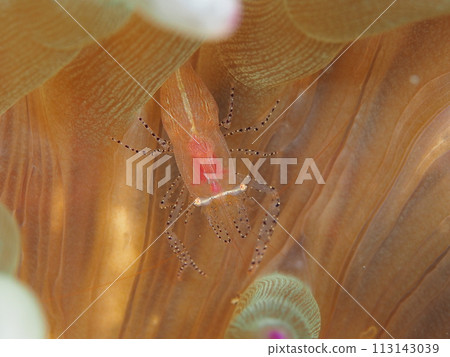 Kazari sea anemone prawn Kazari sea anemone prawn 113143039