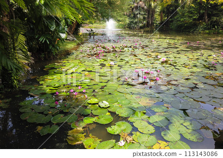 pink and white waterlily in bloom floating on the lake pink and white waterlily in bloom floating on the lake 113143086