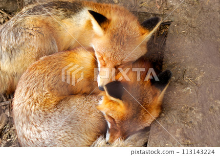 two sleeping foxes nestled together, perfect for children's books, animal-themed illustrations, or family-oriented designs two sleeping foxes nestled together, perfect for children's books, animal-themed illustrations, or family-oriented designs 113143224