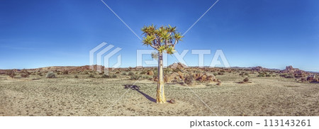 Panoramic view of a solitary quiver tree in the southern Namibian desert landscape near Fish River Canyon Panoramic view of a solitary quiver tree in the southern Namibian desert landscape near Fish River Canyon 113143261