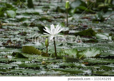 Close up view of couple of white waterlily in bloom floating on the lake Close up view of couple of white waterlily in bloom floating on the lake 113143295