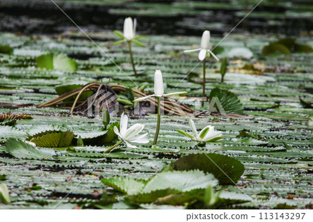 Close up view of couple of white waterlily in bloom floating on the lake Close up view of couple of white waterlily in bloom floating on the lake 113143297