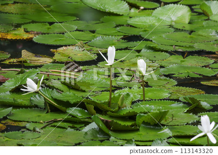Close up view of couple of white waterlily in bloom floating on the lake Close up view of couple of white waterlily in bloom floating on the lake 113143320