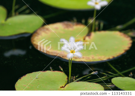 Close up view of couple of white waterlily in bloom floating on the lake 113143331