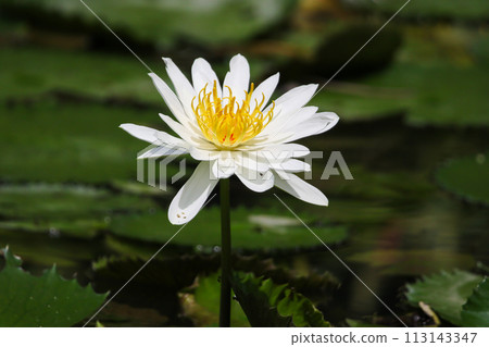 Close up view of couple of white waterlily in bloom floating on the lake Close up view of couple of white waterlily in bloom floating on the lake 113143347