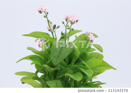 pink forget-me-not flowers on white background 113143378