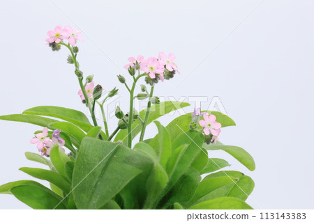 pink forget-me-not flowers on white background 113143383