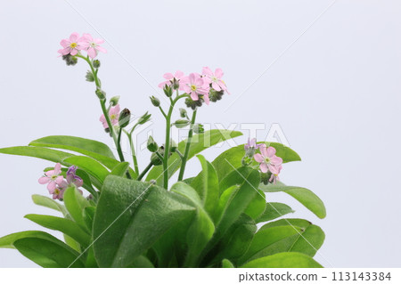 pink forget-me-not flowers on white background 113143384
