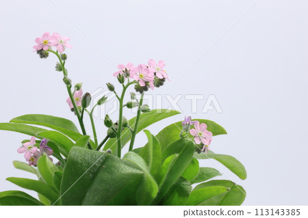pink forget-me-not flowers on white background 113143385