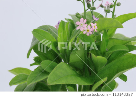 pink forget-me-not flowers on white background 113143387