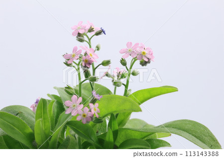 pink forget-me-not flowers on white background 113143388