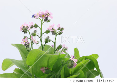 pink forget-me-not flowers on white background 113143392