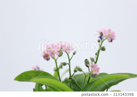pink forget-me-not flowers on white background 113143398