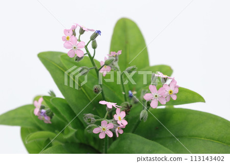 pink forget-me-not flowers on white background 113143402