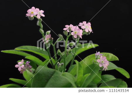 Pink forget-me-not flowers on a black background Pink forget-me-not flowers on a black background 113143534