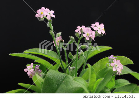 Pink forget-me-not flowers on a black background 113143535