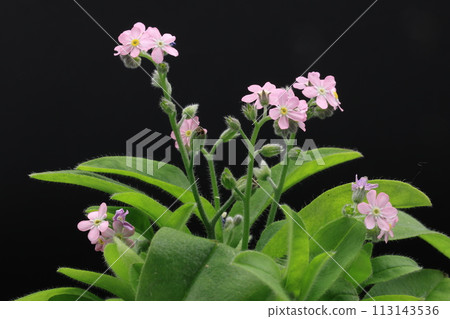 Pink forget-me-not flowers on a black background 113143536