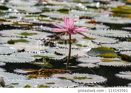 Close up view of couple of pink waterlily in bloom floating on the lake Close up view of couple of pink waterlily in bloom floating on the lake 113143561
