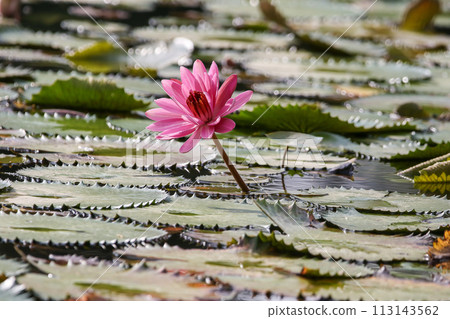 Close up view of couple of pink waterlily in bloom floating on the lake 113143562