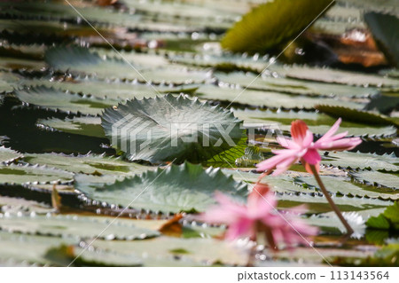 Close up view of couple of pink waterlily in bloom floating on the lake 113143564