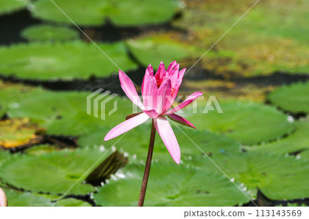 Close up view of couple of pink waterlily in bloom floating on the lake 113143569