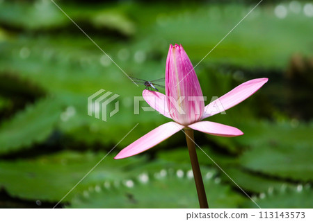 Close up view of couple of pink waterlily in bloom floating on the lake 113143573