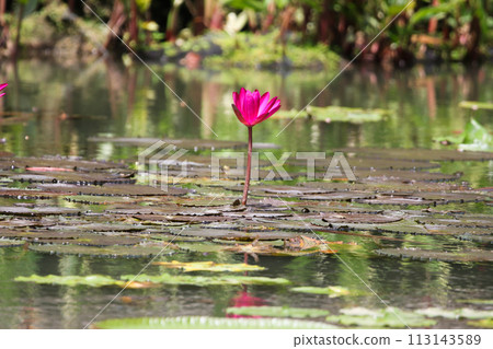 Close up view of couple of pink waterlily in bloom floating on the lake 113143589