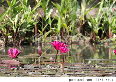 Close up view of couple of pink waterlily in bloom floating on the lake 113143594
