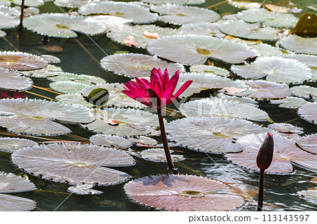 Close up view of couple of pink waterlily in bloom floating on the lake Close up view of couple of pink waterlily in bloom floating on the lake 113143597