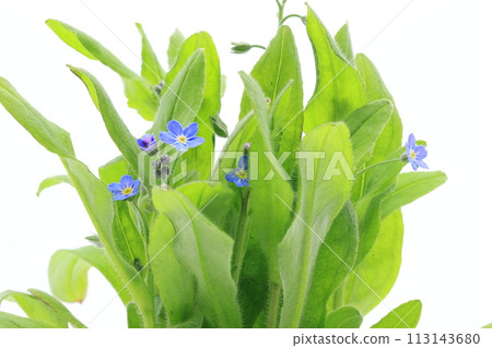 Blue forget-me-not flowers on white background Blue forget-me-not flowers on white background 113143680