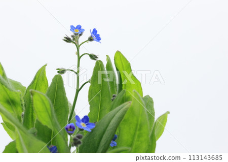 Blue forget-me-not flowers on white background 113143685