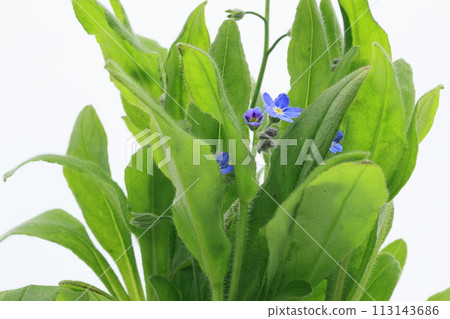 Blue forget-me-not flowers on white background 113143686