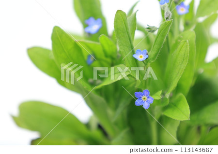 Blue forget-me-not flowers on white background 113143687
