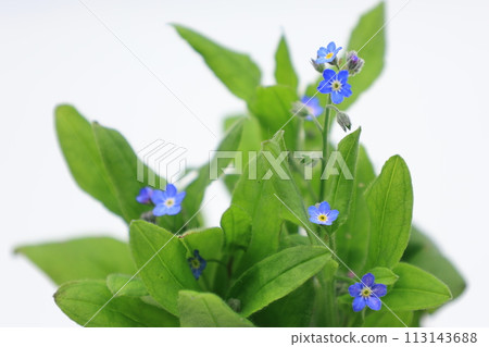 Blue forget-me-not flowers on white background 113143688