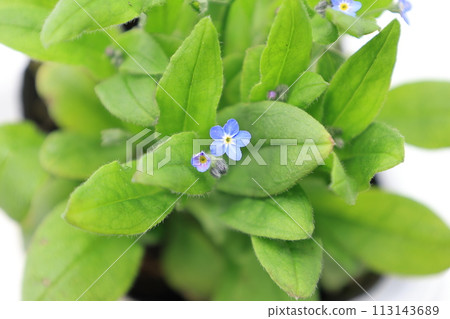 Blue forget-me-not flowers on white background 113143689