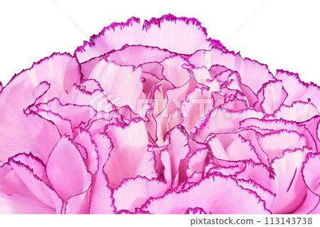 [Carnation] (depth synthesis) 113143738