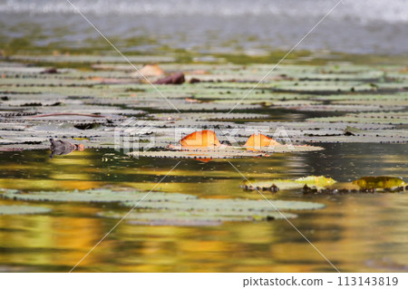 Amazon Rain Forest Water Lilly. Lotus Leaves floating on water 113143819