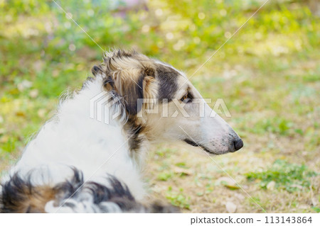 borzoi pet portrait dog borzoi pet portrait dog 113143864