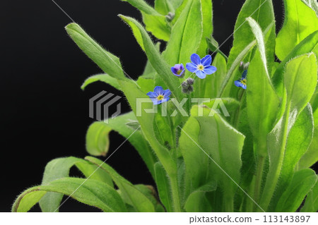 Blue forget-me-not flowers on black background 113143897
