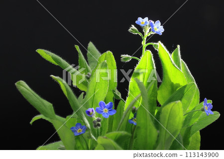 Blue forget-me-not flowers on black background 113143900