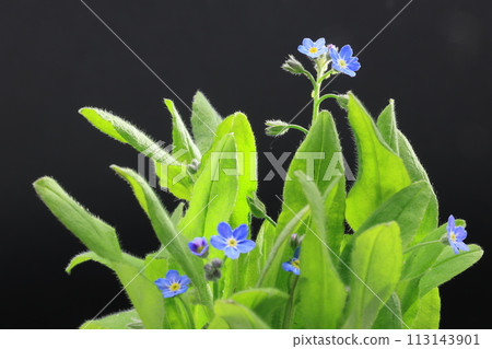 Blue forget-me-not flowers on black background 113143901