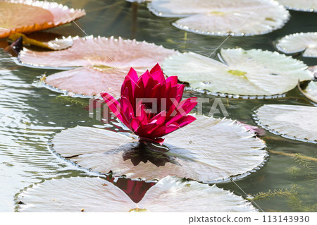 Close up view of couple of red waterlily in bloom floating on the lake 113143930