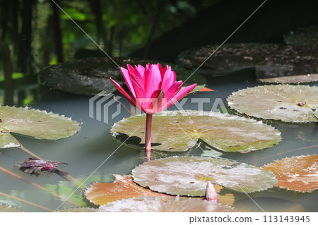 Close up view of couple of red waterlily in bloom floating on the lake Close up view of couple of red waterlily in bloom floating on the lake 113143945