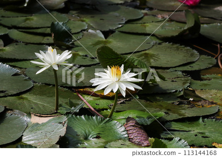 Close up view of couple of white waterlily in bloom floating on the lake 113144168
